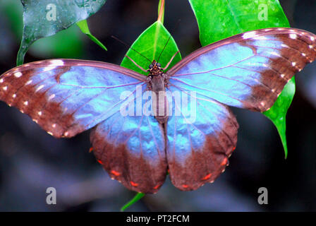 Una bella e grande blu morfo (Morpho menelao) farfalla nella foresta nuvolosa di Costa Rica Foto Stock