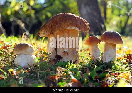 Un gruppo di funghi porcini o cep, Boletus edulis, crescente da luglio a ottobre nei boschi di conifere da soli o in gruppi per la maggior parte sotto i pini e abeti rossi Foto Stock