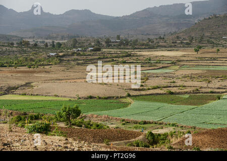 Etiopia, Amhara, campi irrigati con cipolle durante la stagione secca in un villaggio in highland vicino a Gondar / AETHIOPIEN, Amhara, Gonder, bewaesserte Felder mit Zwiebeln eines Dorfes im Hochland waehrend der Trockenzeit Foto Stock