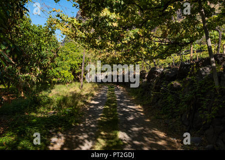 Faja dos Padres - 2018 - Isola di Madeira Foto Stock