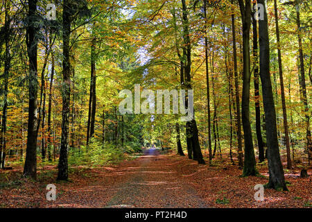 Sentiero forestale attraverso il bosco di faggio a Hinterhermsdorf, Elba montagne di arenaria, Svizzera Sassone, Bassa Sassonia, Germania Foto Stock