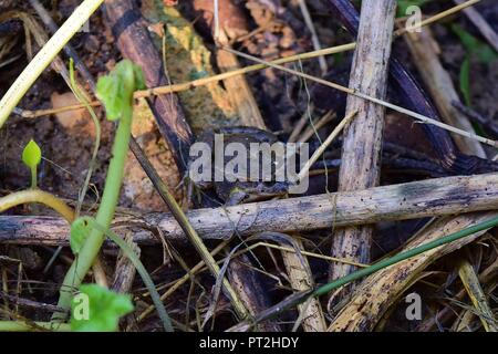 Mediterraneo rana dipinta, Discoglossus pictus, seduti su alcuni ramoscelli morti e bastoni vicino a un corso d'acqua in una valle. Malta naturale anfibi Foto Stock