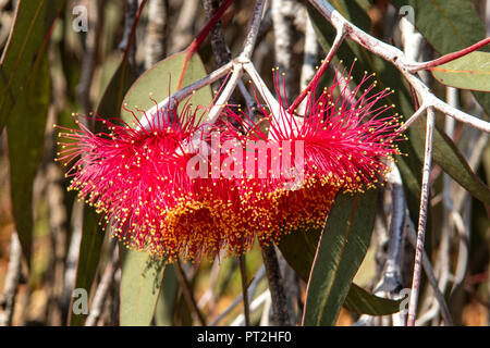 Eucalyptus caesia subsp caesia, Gungurru Foto Stock