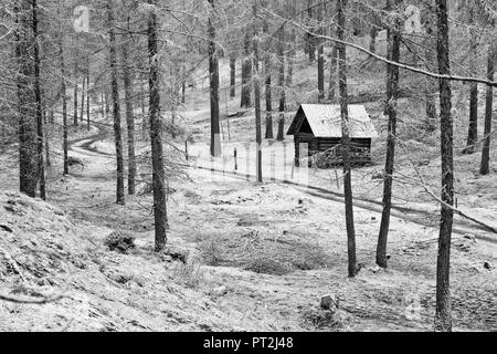 Austria, Tirolo, bosco di larici in Obsteig, prima neve in autunno Foto Stock