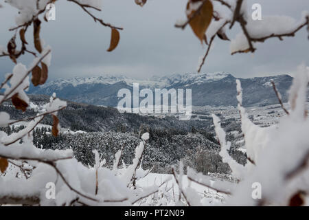 Gruppo di Brenta in un telaio di apple rami ricoperti di neve, Val di Non, in trentino alto adige, Italia, Europa Foto Stock