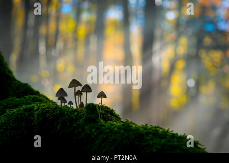 Parco Nazionale delle Foreste Casentinesi, Badia Prataglia, Toscana, Italia, Europa, funghi su tronco coperto con MOSS, Foto Stock