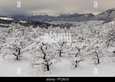 Coperte di neve meli con il gruppo di Brenta in background, Val di Non, in trentino alto adige, Italia, Europa Foto Stock