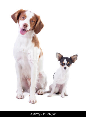 Epagneul Breton e Chihuahua seduto su uno sfondo bianco Foto Stock