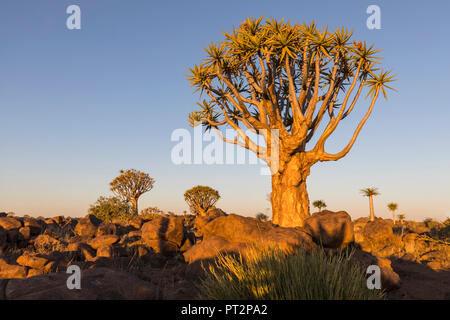 Africa, Namibia, Keetmanshoop, Quiver Tree Forest nella luce della sera Foto Stock