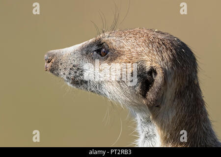 Il Botswana, Kgalagadi Parco transfrontaliero, il Kalahari, Ritratto di meerkat, Suricata suricatta Foto Stock