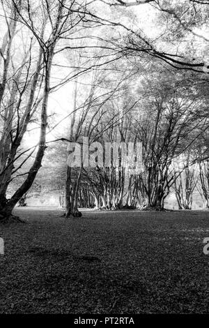 Gli alberi di faggio nella foresta di Canfaito (Marche, Italia) Foto Stock