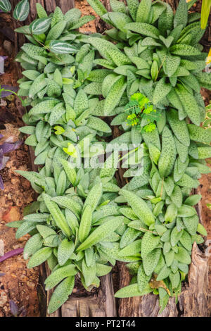 Sfondo verde di Drimiopsis maculata di foglie in giardino. Drimiopsis maculata, noto anche con i nomi comuni come little white soldati africani, Foto Stock