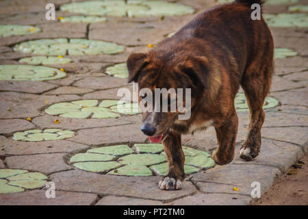 Nero senzatetto abbandonati cane randagio sta camminando per la strada. Poco triste abbandonato cane è solo sul sentiero. Lonely senzatetto Stray dog è a piedi a u Foto Stock
