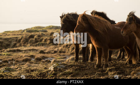 Cavalli islandesi, fotografato in Islanda in autunno Foto Stock