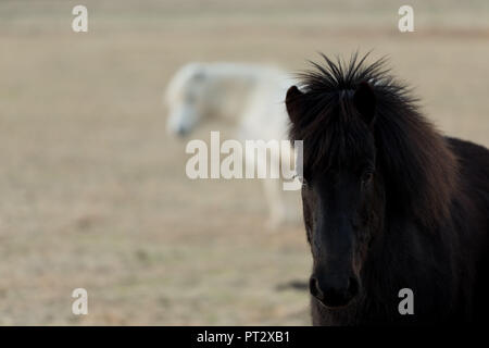 Due cavalli islandesi in bianco e nero, fotografato in Islanda in autunno Foto Stock