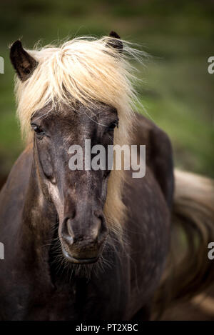 Cavallo islandese, fotografato in Islanda Foto Stock