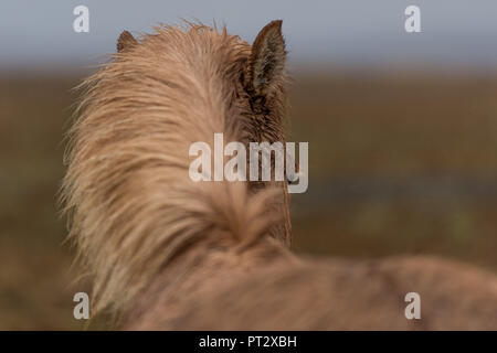 Cavallo islandese, fotografato in Islanda in autunno Foto Stock