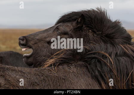 Dark Horse islandese mostrando i denti, fotografato in Islanda in autunno Foto Stock