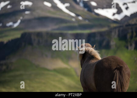 Cavallo islandese, fotografato in Islanda in estate Foto Stock