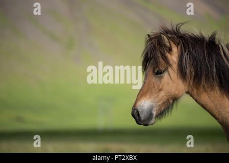 Cavallo islandese, fotografato in Islanda in estate Foto Stock