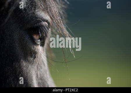 Cavallo islandese, fotografato in Islanda in estate Foto Stock