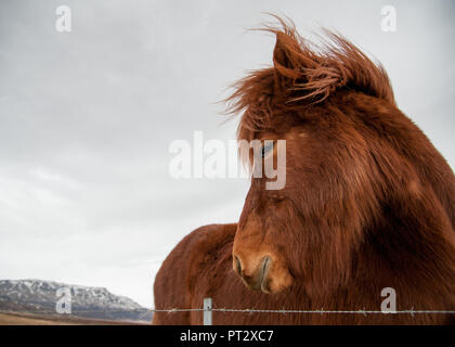 Cavallo islandese, fotografato in Islanda in inverno Foto Stock