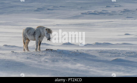 Cavallo islandese, fotografato in Islanda in inverno Foto Stock