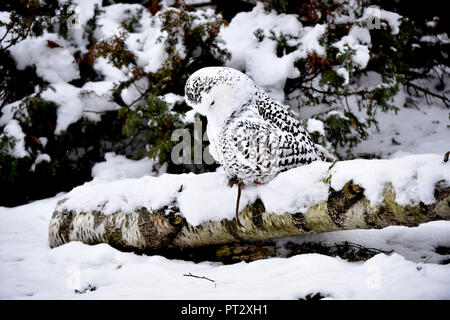 Civetta delle nevi Foto Stock