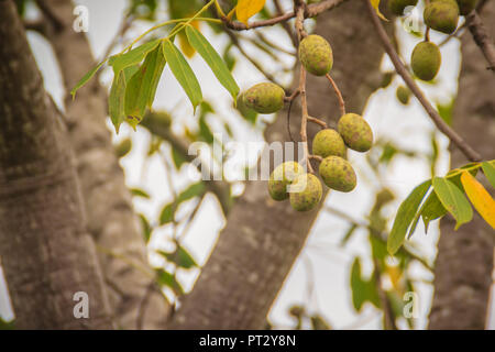 Verde biologico hog prugna (Spondias pinnata) frutti sull albero. Spondias pinnata si trova in pianura e collina delle foreste del sud-est asiatico. Foto Stock