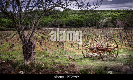 Grapevine campo a Fleury d'Aude in inverno con il vecchio agricola rastrello da fieno Foto Stock