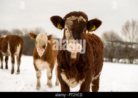 I vitelli in neve, viaggio al pascolo Foto Stock