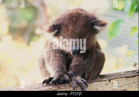 Il Koala, Orso, animali, Australia Foto Stock