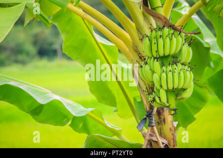 Giovani organico banane verdi frutti su albero con sole nella giornata di sole. Mazzetto di crudo fresco verde giovane frutta banana su albero nel frutteto. Foto Stock