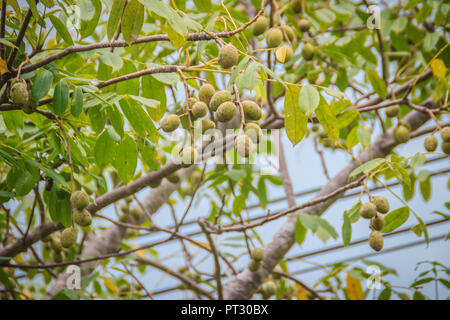 Verde biologico hog prugna (Spondias pinnata) frutti sull albero. Spondias pinnata si trova in pianura e collina delle foreste del sud-est asiatico. Foto Stock