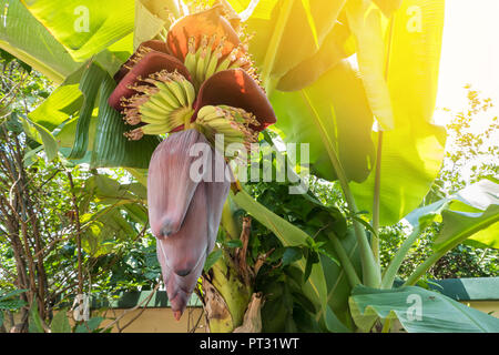 Bella banana flower. Banana è deliziosa frutta tropicale in Thailandia. Foto Stock