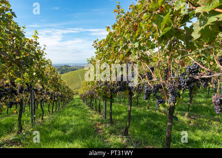 Germania, Baden-Württemberg, Foresta Nera, Durbach, vigneto vicino Stauffenberg Castle Foto Stock