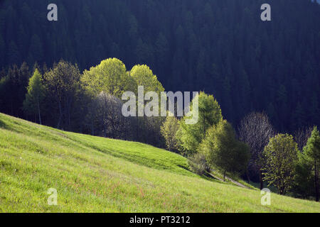 Primavera, prati a Bannberg, Dolomiti di Lienz, Tirolo orientale, Austria Foto Stock