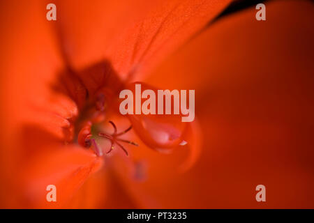 Pelargonium flower, rosso, close-up Foto Stock