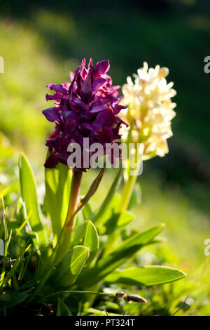 Fioritura di latifoglie orchidea palustre, Dactylorhiza majalis, close-up Foto Stock