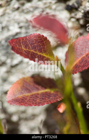 Foglie di lingonberry, i colori autunnali, close-up Foto Stock