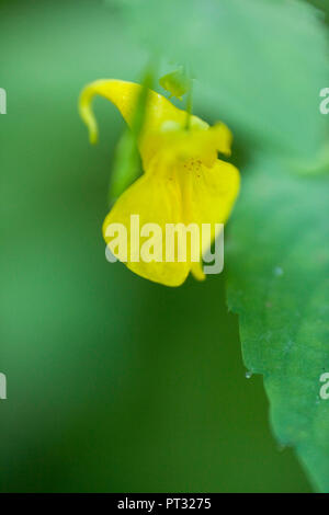 Fioritura giallo Balsamina Impatiens noli-tangere, close-up Foto Stock