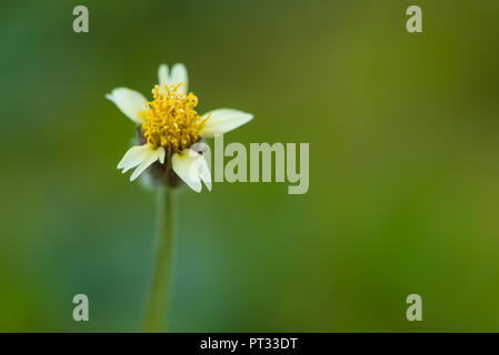 Tridax procumbens è stata studiata per diversi potenziali proprietà terapeutiche tra cui antivirali, antiossidante, antibiotico, la guarigione della ferita, insectici Foto Stock