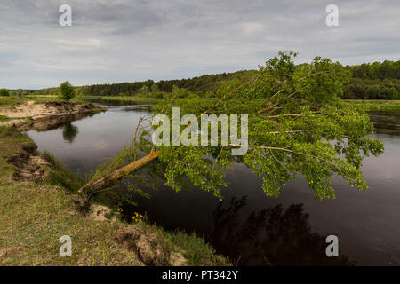 L'Europa, Polonia, Voivodato Masovian, fiume Bug Foto Stock