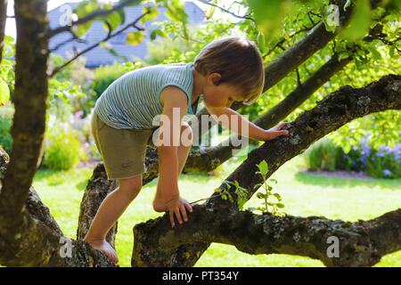 Ragazzo di arrampicata in albero della mela in estate Foto Stock