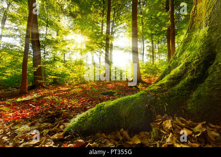 Sunray shining in una foresta di faggio, mossy root in primo piano conduce in immagine, posizione:warstein, sauerland, Germania Foto Stock