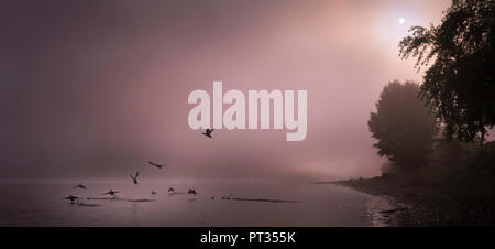 Nebbia clearing fino oltre il Fiume Reno, anatre di decollare, Bonn, Germania Foto Stock