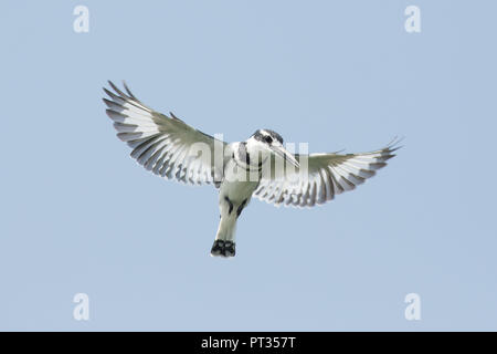 Kingfisher caccia, in piedi in aria Foto Stock