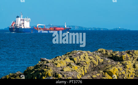 Olio di Procida e chimichiera visto da Fidra Isola con Isola di maggio in distanza, Firth of Forth, East Lothian, Scozia, Regno Unito Foto Stock