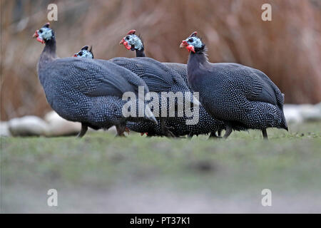 Graticcio naso-guineafowls, (Numida meleagris), faraona captive, Baden-Wuerttemberg, Germania Foto Stock