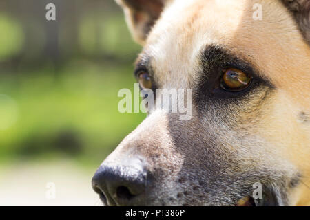 Gli occhi di un cane, close-up, belga cane pastore Foto Stock